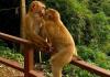 Гора обезьян (Monkey Hill) — милые и опасные обезьяны на Пхукете, Тайланд